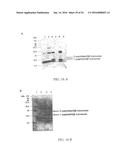 MOLECULAR ANTIGEN ARRAY diagram and image