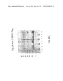 MOLECULAR ANTIGEN ARRAY diagram and image