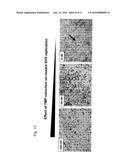 CONDITIONALLY REPLICATION DEFICIENT HERPES VIRUS AND USE THEREOF IN     VACCINES diagram and image