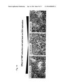 CONDITIONALLY REPLICATION DEFICIENT HERPES VIRUS AND USE THEREOF IN     VACCINES diagram and image