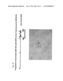 CONDITIONALLY REPLICATION DEFICIENT HERPES VIRUS AND USE THEREOF IN     VACCINES diagram and image