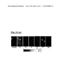 SELF-ASSEMBLING COMPLEX FOR TARGETING CHEMICAL AGENTS TO CELLS diagram and image