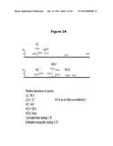 Engineered Antibody Constant Regions for Site-Specific Conjugation and     Methods and Uses Therefor diagram and image