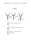 Engineered Antibody Constant Regions for Site-Specific Conjugation and     Methods and Uses Therefor diagram and image