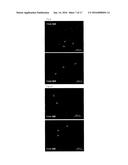 TAU IMAGING PROBE diagram and image