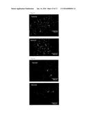 TAU IMAGING PROBE diagram and image