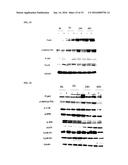 Commands and method of treating cancer via RHO pathway diagram and image