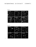 CELL PENETRATING PEPTIDES WHICH BIND IRF5 diagram and image