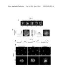 Methods of Patterning Cells on a Surface of a Substrate and Programmed     Assembly of Three-Dimensional Living Tissues diagram and image