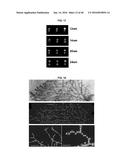 Methods of Patterning Cells on a Surface of a Substrate and Programmed     Assembly of Three-Dimensional Living Tissues diagram and image