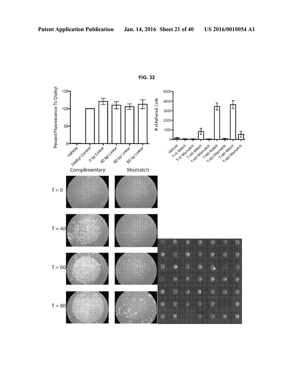 Methods of Patterning Cells on a Surface of a Substrate and Programmed     Assembly of Three-Dimensional Living Tissues - diagram, schematic, and image 22