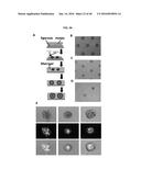 Methods of Patterning Cells on a Surface of a Substrate and Programmed     Assembly of Three-Dimensional Living Tissues diagram and image