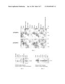 NOVEL POLY(ADP-RIBOSE) POLYMERASE GENES diagram and image