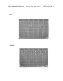 PLANTS HAVING ENHANCED NITROGEN USE EFFICIENCY AND METHODS OF PRODUCING     SAME diagram and image