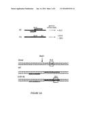 SCREENING ASSAYS FOR THERAPEUTICS FOR PARKINSON S DISEASE diagram and image