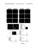 SCREENING ASSAYS FOR THERAPEUTICS FOR PARKINSON S DISEASE diagram and image