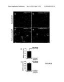 SCREENING ASSAYS FOR THERAPEUTICS FOR PARKINSON S DISEASE diagram and image