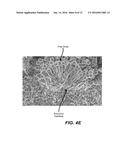 TEMPLATE ELECTRODE STRUCTURES FOR DEPOSITING ACTIVE MATERIALS diagram and image