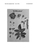 Shrub rose plant named  KORwedesi  diagram and image