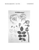 Floribunda rose plant named  KORflusamea  diagram and image