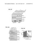 METHODS OF CONTROLLING TUMOR BIOENERGETICS NETWORKS diagram and image