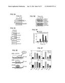 METHODS OF CONTROLLING TUMOR BIOENERGETICS NETWORKS diagram and image