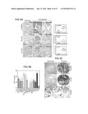 METHODS OF CONTROLLING TUMOR BIOENERGETICS NETWORKS diagram and image