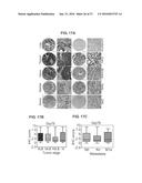 METHODS OF CONTROLLING TUMOR BIOENERGETICS NETWORKS diagram and image