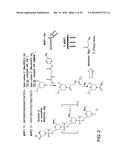 COMPOSITIONS AND METHODS FOR INDUCING APOPTOSIS diagram and image