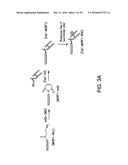 COMPOSITIONS AND METHODS FOR INDUCING APOPTOSIS diagram and image