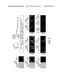 COMPOSITIONS AND METHODS FOR INDUCING APOPTOSIS diagram and image