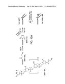 COMPOSITIONS AND METHODS FOR INDUCING APOPTOSIS diagram and image