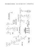 COMPOSITIONS AND METHODS FOR INDUCING APOPTOSIS diagram and image