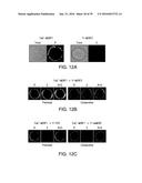 COMPOSITIONS AND METHODS FOR INDUCING APOPTOSIS diagram and image