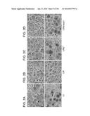 ATTENUATED CHLAMYDIA VACCINE diagram and image