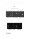 RECOMBINANT GALLID HERPESVIRUS 3 (MDV SEROTYPE 2) VECTORS EXPRESSING     ANTIGENS OF AVIAN PATHOGENS AND USES THEREOF diagram and image