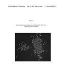 RECOMBINANT GALLID HERPESVIRUS 3 (MDV SEROTYPE 2) VECTORS EXPRESSING     ANTIGENS OF AVIAN PATHOGENS AND USES THEREOF diagram and image