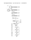 Self Assembling Beta-Barrel Proteins Position Nanotubes diagram and image