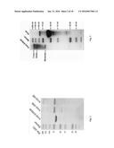 METHODS AND THERAPEUTICS COMPRISING LIGAND-TARGETED ELPs diagram and image