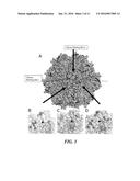 METHODS AND COMPOSITIONS FOR DUAL GLYCAN BINDING AAV VECTORS diagram and image