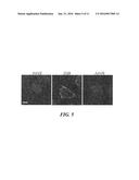 METHODS AND COMPOSITIONS FOR DUAL GLYCAN BINDING AAV VECTORS diagram and image