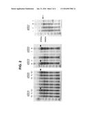 IMMUNOGENIC FUSION POLYPEPTIDES diagram and image