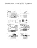 PHF20 AND JMJD3 COMPOSITIONS AND METHODS OF USE IN CANCER IMMUNOTHERAPY diagram and image