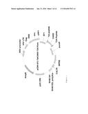 DELIVERY OF CARD PROTEIN AS THERAPY FOR OCCULAR INFLAMMATION diagram and image