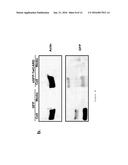 DELIVERY OF CARD PROTEIN AS THERAPY FOR OCCULAR INFLAMMATION diagram and image