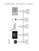 DELIVERY OF CARD PROTEIN AS THERAPY FOR OCCULAR INFLAMMATION diagram and image