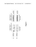 NEW ANTIBODY FRAGMENTS, COMPOSITIONS AND USES THEREOF diagram and image