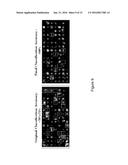 SYSTEMS AND METHODS FOR CULTURING EPITHELIAL CELLS diagram and image