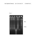 ISOLATION OF MEGABASE-SIZED DNA FROM PLANT AND ANIMAL TISSUES diagram and image