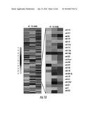 MICRORNAS AS FUNCTIONAL MEDIATORS AND BIOMARKERS OF BONE METASTASIS diagram and image